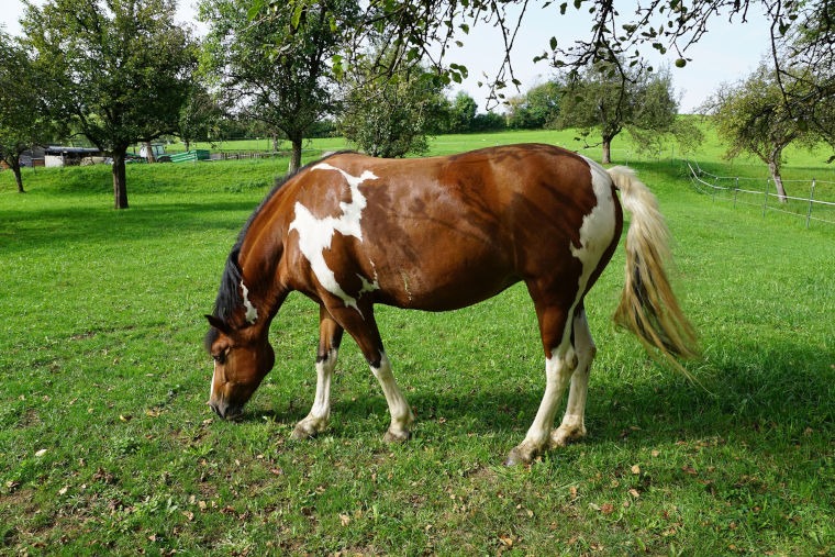 Pferd auf der Wiese Pferd auf der Wiese