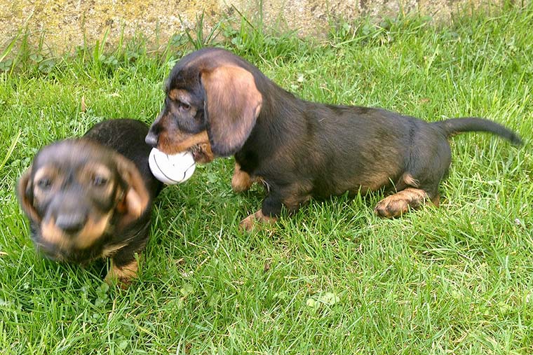 zwei Hunde spielen mit Ball