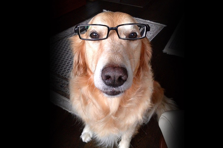 Hund mit Brille