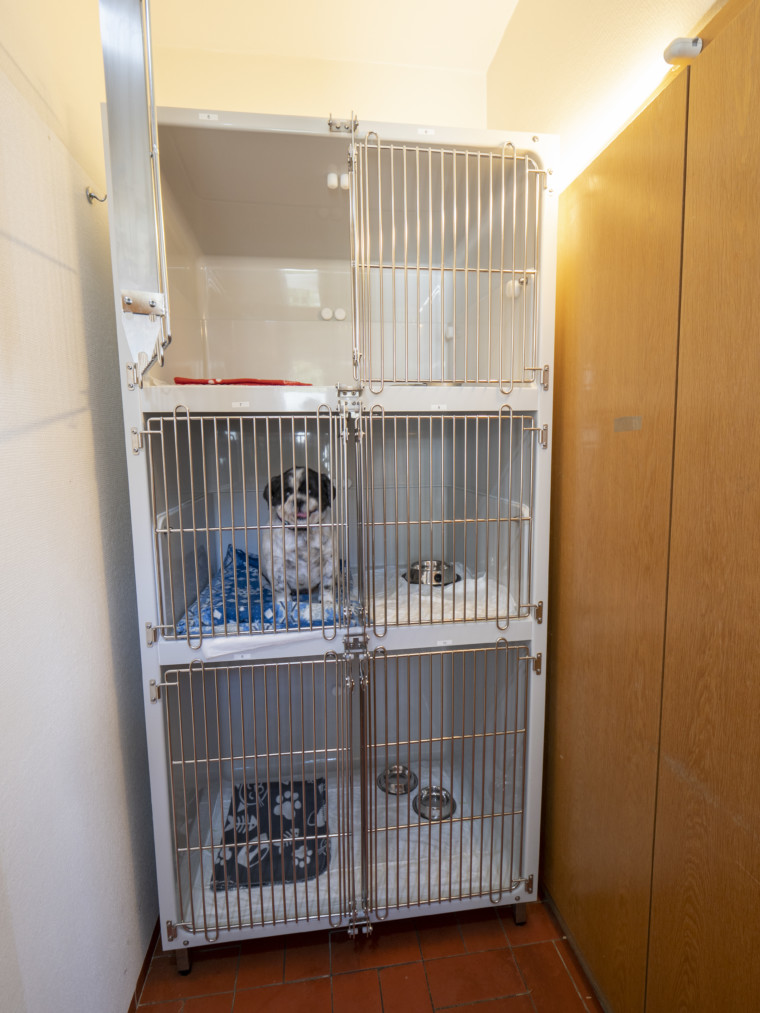 Vorbereitung eines Hundes zur Operation in der Tierarztpraxis Dres. Mäusl in Osterhofen Vorbereitung eines Hundes zur Operation in der Tierarztpraxis Dres. Mäusl in Osterhofen